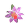 Broche Flor Orquídea Pito
